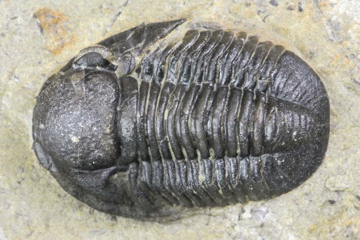 Bargain, Detailed Gerastos Trilobite Fossil - Morocco #141674